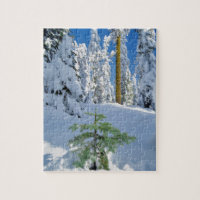 Floresta Coberta de Neve em Oregon