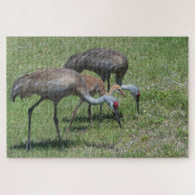 Flórida Sandhill Cranes Caminhando Em Campo Verde