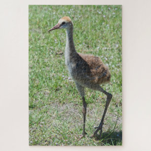 Quebra-cabeça Flórida Sandhill Cranes Em Fotografia De Campo Ver