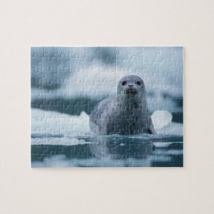 Quebra-cabeça foca-comum-do-pacífico, Phoca vitulina richardsi