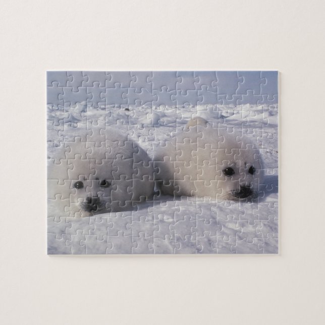 Quebra-cabeça Foca-da-groenlândia (Phoca groenlandica) Filhotes  (Horizontal)