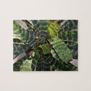 Quebra-cabeça Folhas listradas planta de Vriesea Splendens