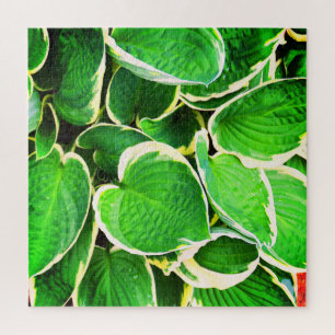 Quebra-cabeça Folhas verdes de uma planta Hosta