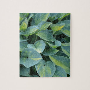 Quebra-cabeça Folhas verdes luxúrias da planta do hosta