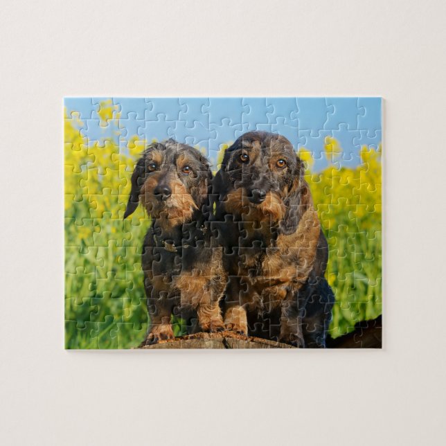 Quebra-cabeça Foto bonito de Dackel de dois cães do Dachshund - (Horizontal)