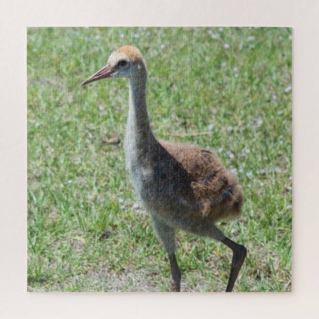 Quebra-cabeça Foto Colorida Florida Sandhill Cranes Wildlife (Vertical)