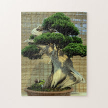 Foto da árvore do Juniper Bonsai Chinês