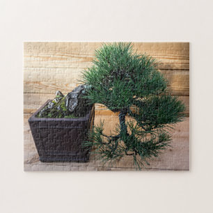 Quebra-cabeça Foto da árvore do pinheiro preto japonês Bonsai
