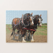 Foto da Criação do Cavalo Clydesdale
