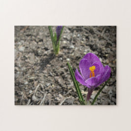 Quebra-cabeça Foto da Flor de Croco Amarelo e Roxo do Springtime
