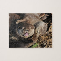 Foto da lontra