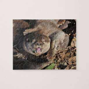 Quebra-cabeça Foto da lontra