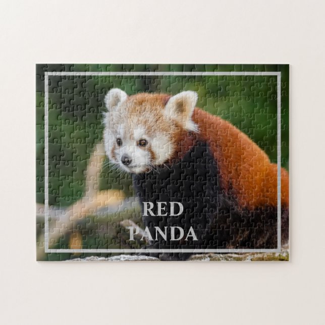 Quebra-cabeça Foto da Natureza de Panda Vermelho Fofo (Horizontal)