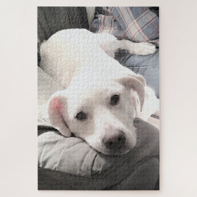 Quebra-cabeça Foto de Cachorro Branco Bonito com Pai no sofá (Vertical)