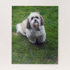 Quebra-cabeça Foto de Cão de Shih Tzu Fluffy