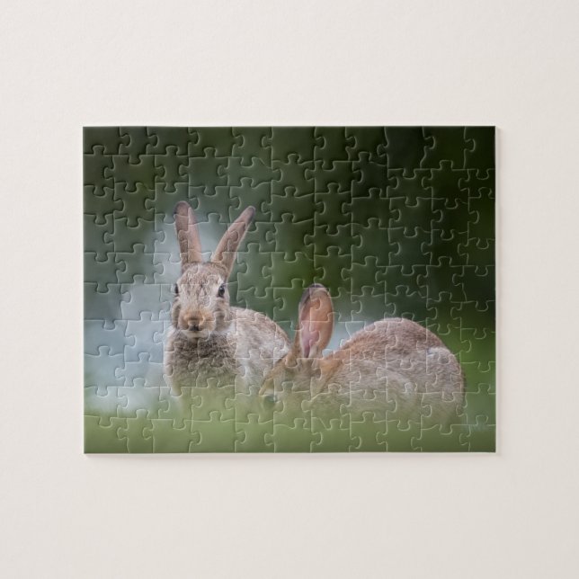 Quebra-cabeça Foto de coelhos selvagens (Horizontal)