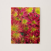 Foto de crisântemos vermelho e amarelo