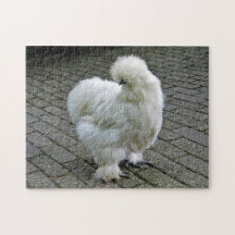 Foto de frango branco Silkie