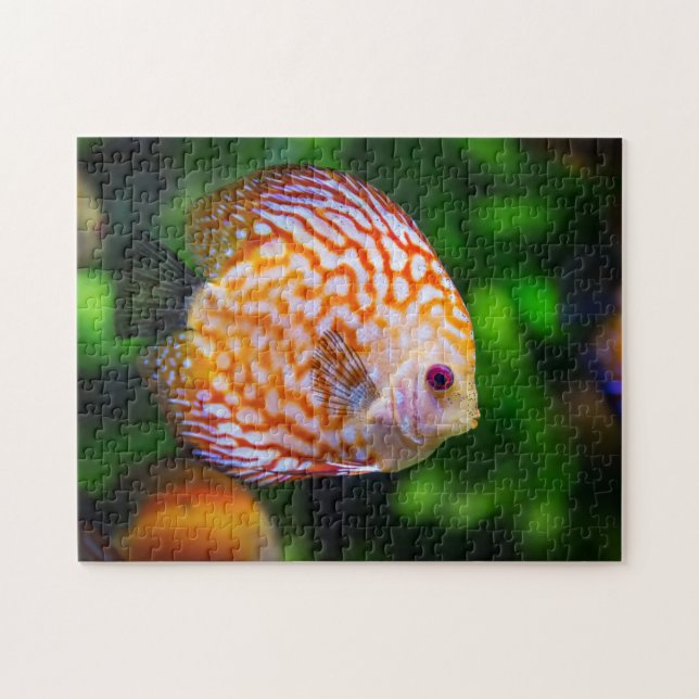 Quebra-cabeça Foto de peixe disco laranja branco em aquário (Horizontal)
