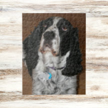 Foto de Pet do Spinger Spaniel Inglês