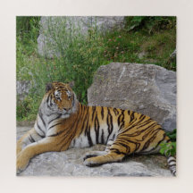 Foto de retrato de um tigre siberiano