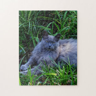 Quebra-cabeça Foto Desafiadora de Gato de Maine Cinza Sgolis