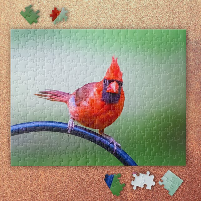 Quebra-cabeça Foto do Cardeal Vermelho com Expressão Engraçada (It's a Red Cardinal Puzzle!)