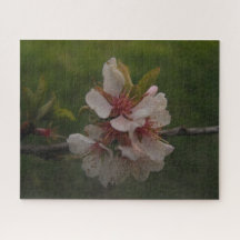 Foto Floral de Primavera de Cerejeira Rosa Fresca