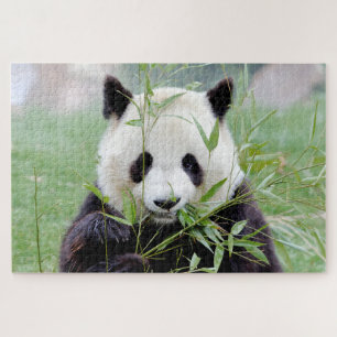 quebra-cabeça Foto gigante panda, animais 0341.