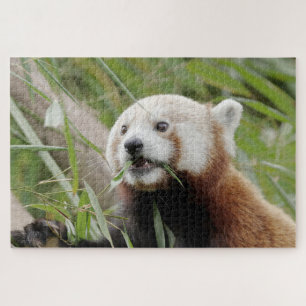 quebra-cabeça Foto vermelha panda, animais 0528.