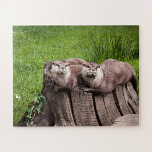 Quebra-cabeça Fotografia animal de Eurasian Otters
