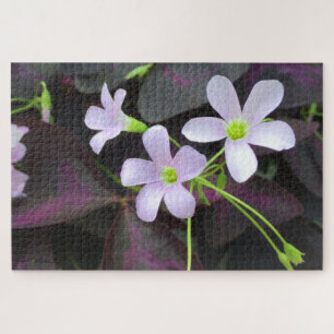 Quebra-cabeça Fotografia aproximada das flores das plantas de Sh