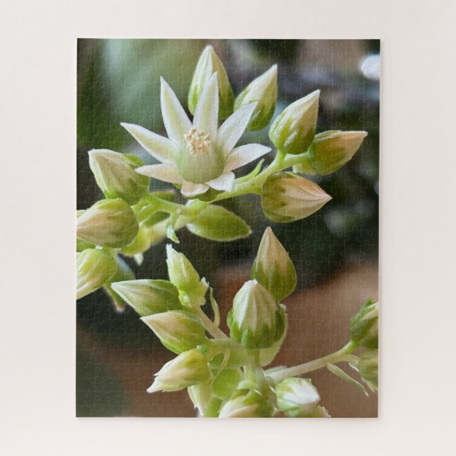 Quebra-cabeça Fotografia aproximada das flores de Aeonium de Haw (Vertical)