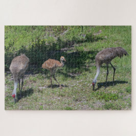 Quebra-cabeça Fotografia da Família Flórida Sandhill Cranes