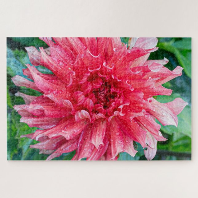 Quebra-cabeça Fotografia da Flor Canadiana Rosa Dahlia (Horizontal)