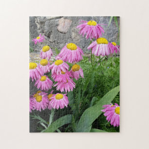 Quebra-cabeça Fotografia da natureza: Daisy Flowers Pintado Rosa