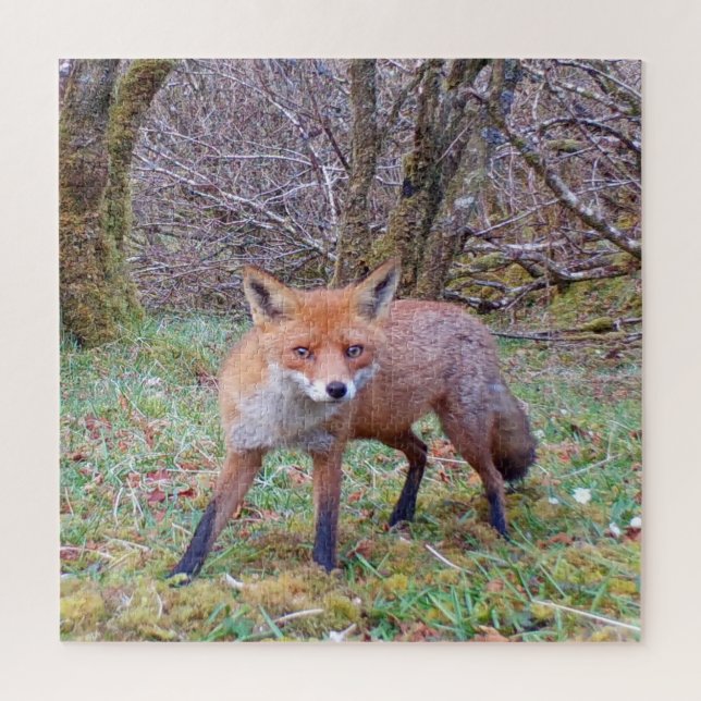 Quebra-cabeça Fotografia da Natureza de Raposa Vermelha Fofa no  (Vertical)