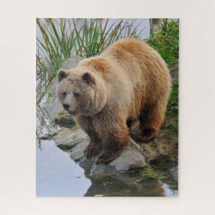 Quebra-cabeça Fotografia de animais selvagens com urso grizzly