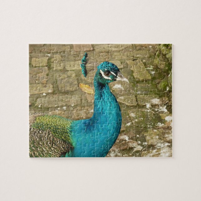 Quebra-cabeça Fotografia de beleza Peacock (Horizontal)