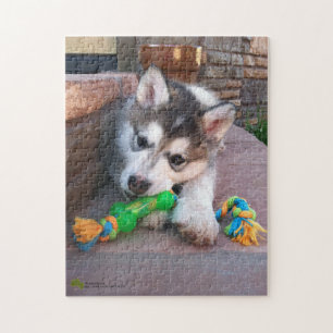 Quebra-cabeça Fotografia de Fechamento do Invólucro Malamute do