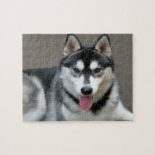Quebra-cabeça Fotografia do cão do Malamute do Alasca