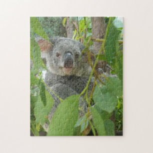Quebra-cabeça Fotografia do Cute Koala Bear Baby Austrália