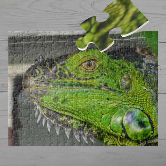 Quebra-cabeça Fotografia em Close-up de Iguana Verde (Criador carregado)