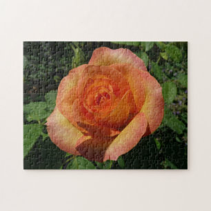 Quebra-cabeça Fotografia Floral Laranja Peach Rosa