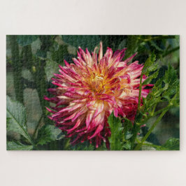 Quebra-cabeça Fotografia Laranja Chrysanthemum, Beleza Canadense