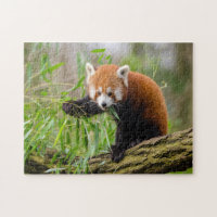 fotografia vermelha engraçada do panda