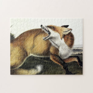 Quebra-cabeça Fox Vermelha Americana, Vulpes vulpes fulvus por A