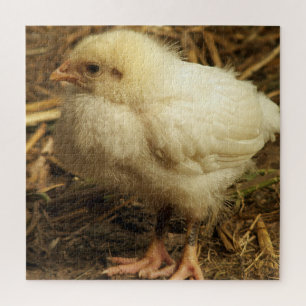 Quebra-cabeça frango, animal, pintinho, ave, fazenda, fofo, queb