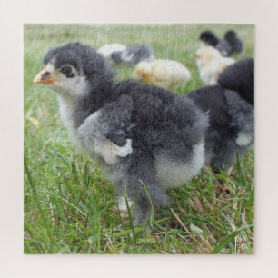 Quebra-cabeça frango, animal, pintinho, ave, fazenda, fofo, queb