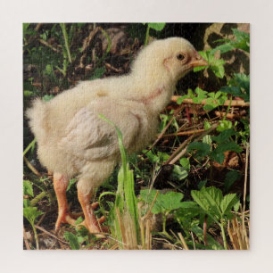 Quebra-cabeça frango bonitinho, pintinhos de frango, é claro.